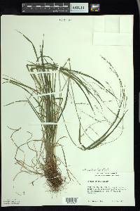 Festuca subverticillata image