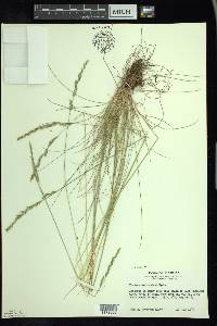 Festuca saximontana image