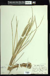 Glyceria canadensis image