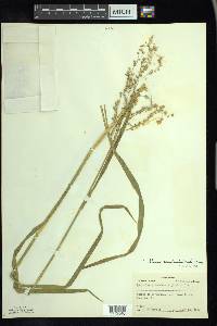 Glyceria canadensis image