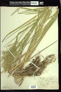 Glyceria canadensis image