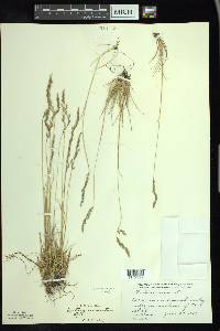 Festuca saximontana image