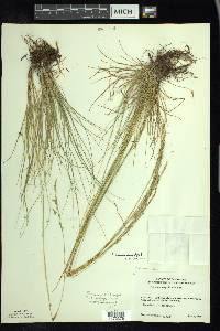 Festuca saximontana image