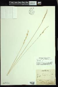 Festuca saximontana image