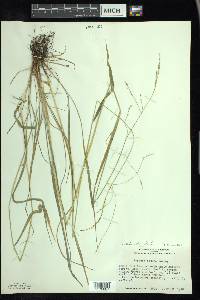 Festuca subverticillata image