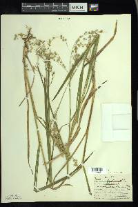 Glyceria canadensis image