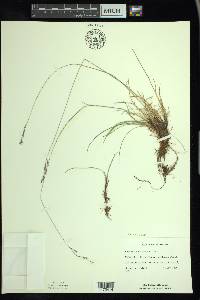 Festuca saximontana image