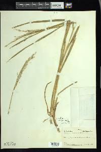 Glyceria canadensis image