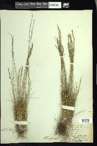 Festuca saximontana image