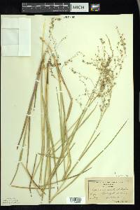 Glyceria canadensis image