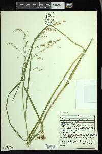 Glyceria canadensis image