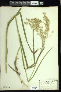 Glyceria canadensis image