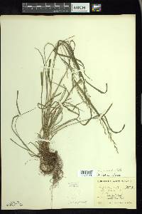 Festuca subverticillata image