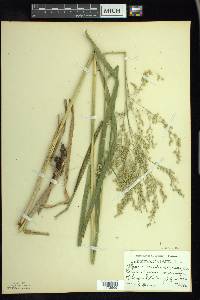 Glyceria canadensis image