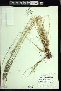 Festuca saximontana image