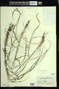 Festuca subverticillata image