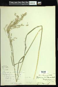 Glyceria canadensis image