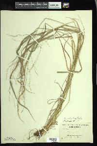 Festuca subverticillata image