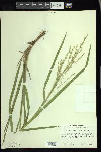 Glyceria canadensis image