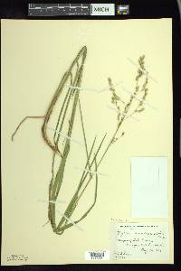 Glyceria canadensis image