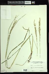 Glyceria canadensis image