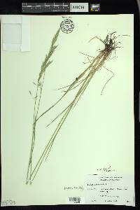 Festuca rubra image