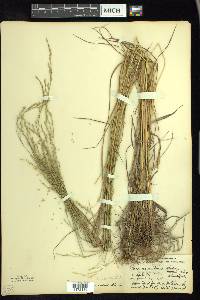 Festuca subverticillata image