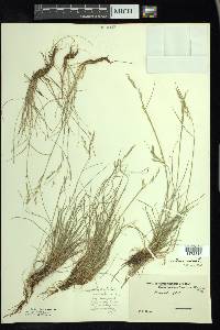 Festuca rubra image