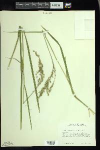 Glyceria canadensis image