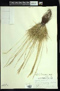 Festuca saximontana image