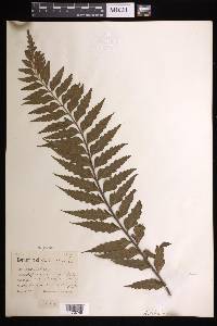 Asplenium polyodon image