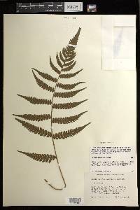 Deparia japonica image