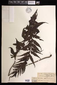 Asplenium polyodon image