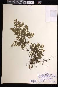 Adiantum capillus-veneris image