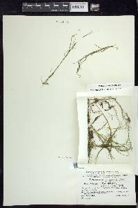 Stuckenia filiformis image