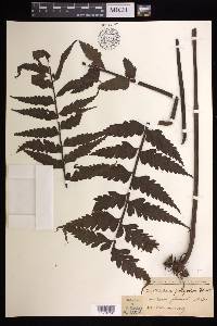 Asplenium polyodon image