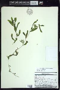 Potamogeton crispus image