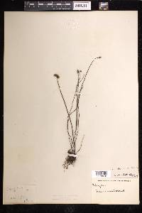 Schizaea malaccana image