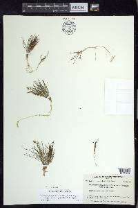 Stuckenia filiformis image