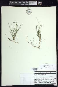 Stuckenia filiformis subsp. filiformis image