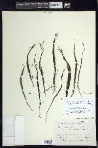 Stuckenia filiformis image