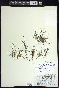 Stuckenia filiformis subsp. alpina image