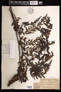 Asplenium polyodon image
