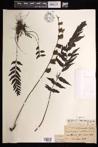 Asplenium polyodon image