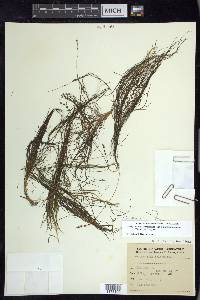 Stuckenia filiformis image