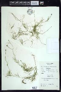 Potamogeton confervoides image