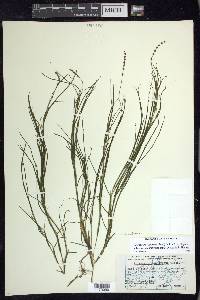 Stuckenia filiformis subsp. occidentalis image