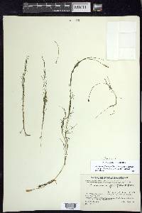 Stuckenia filiformis subsp. alpina image