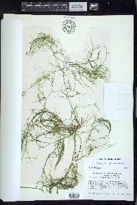 Potamogeton confervoides image