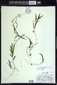 Potamogeton crispus image